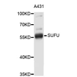 Western Blot - Anti-SUFU Antibody (A3273) - Antibodies.com