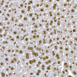 Immunohistochemistry - Anti-Histone H1.2 Antibody (A9176) - Antibodies.com