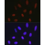 Immunofluorescence - Anti-Histone H1.2 Antibody (A9176) - Antibodies.com