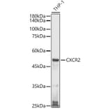 Western Blot - Anti-CXCR2 Antibody (A9177) - Antibodies.com