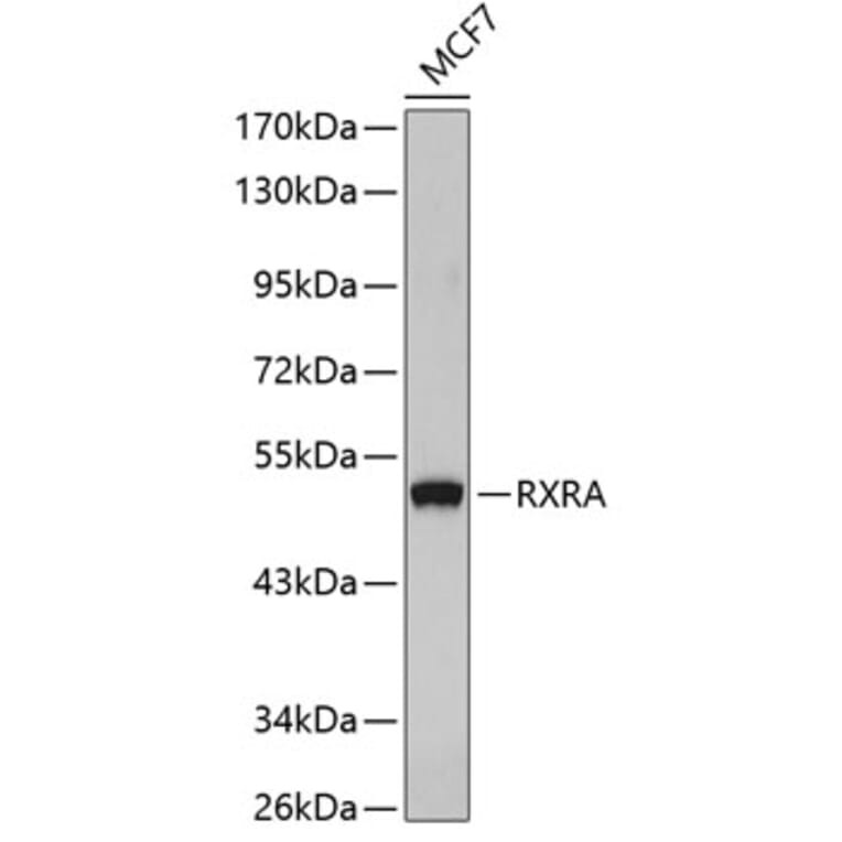 Western Blot - Anti-RXRA Antibody (A3328) - Antibodies.com
