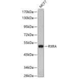 Western Blot - Anti-RXRA Antibody (A3328) - Antibodies.com