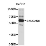 Western Blot - Anti-ZKSCAN8 Antibody (A3341) - Antibodies.com