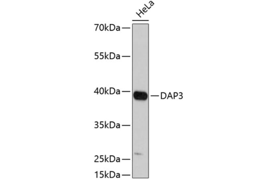 Western Blot - Anti-DAP3 Antibody (A3342) - Antibodies.com