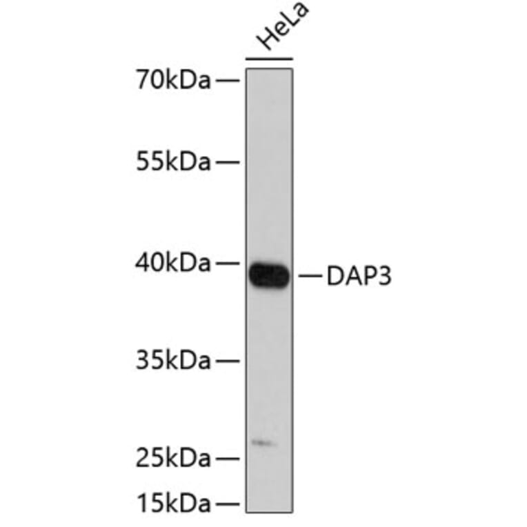 Western Blot - Anti-DAP3 Antibody (A3342) - Antibodies.com