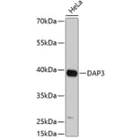 Western Blot - Anti-DAP3 Antibody (A3342) - Antibodies.com