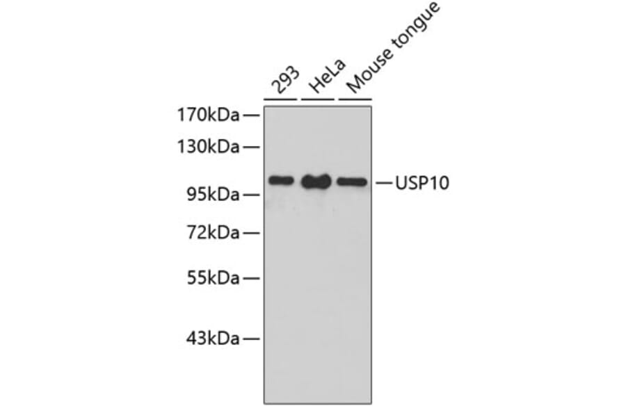 Western Blot - Anti-USP10 Antibody (A3349) - Antibodies.com