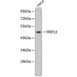 Western Blot - Anti-TRIP13 Antibody (A3352) - Antibodies.com