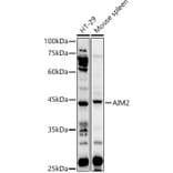Western Blot - Anti-AIM2 Antibody (A9191) - Antibodies.com