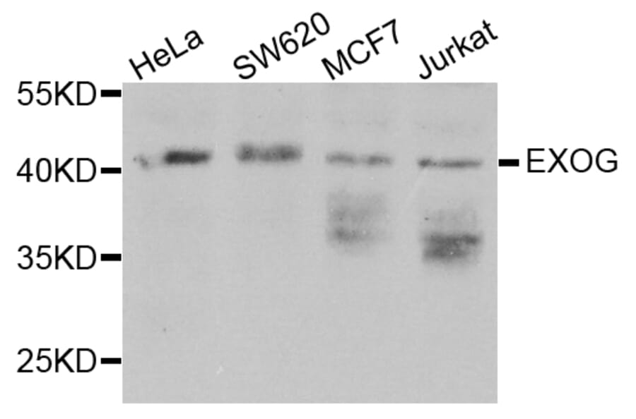 Western Blot - Anti-EXOG Antibody (A3364) - Antibodies.com