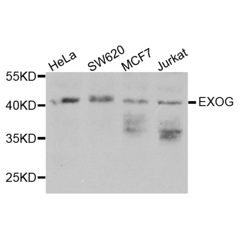 Western Blot - Anti-EXOG Antibody (A3364) - Antibodies.com