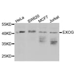 Western Blot - Anti-EXOG Antibody (A3364) - Antibodies.com