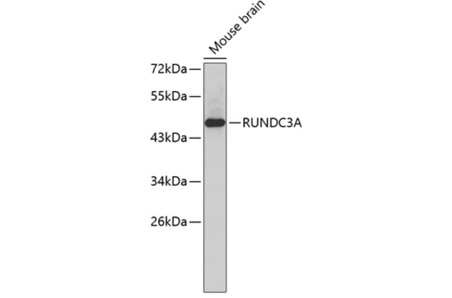 Western Blot - Anti-RUNDC3A Antibody (A3374) - Antibodies.com