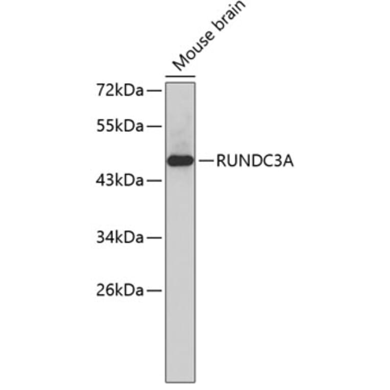 Western Blot - Anti-RUNDC3A Antibody (A3374) - Antibodies.com