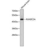 Western Blot - Anti-RUNDC3A Antibody (A3374) - Antibodies.com