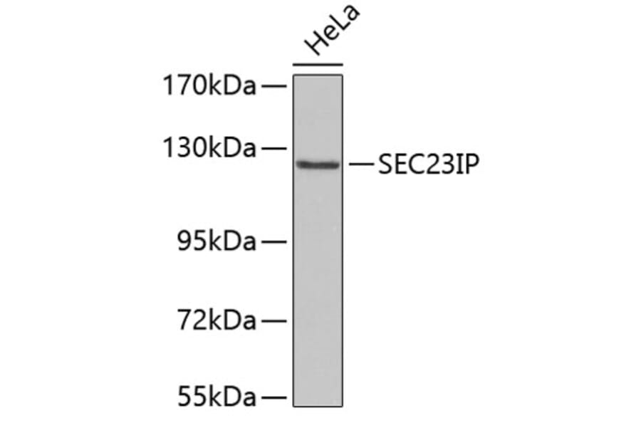 Western Blot - Anti-SEC23IP Antibody (A3381) - Antibodies.com