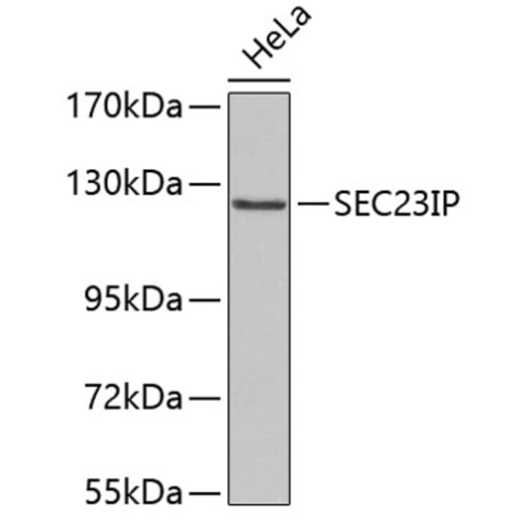 Western Blot - Anti-SEC23IP Antibody (A3381) - Antibodies.com