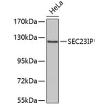 Western Blot - Anti-SEC23IP Antibody (A3381) - Antibodies.com