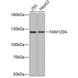 Western Blot - Anti-FAM120A Antibody (A3389) - Antibodies.com