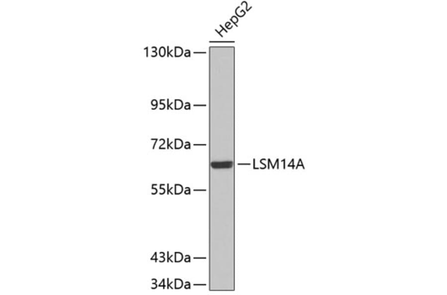 Western Blot - Anti-LSM14A Antibody (A3408) - Antibodies.com