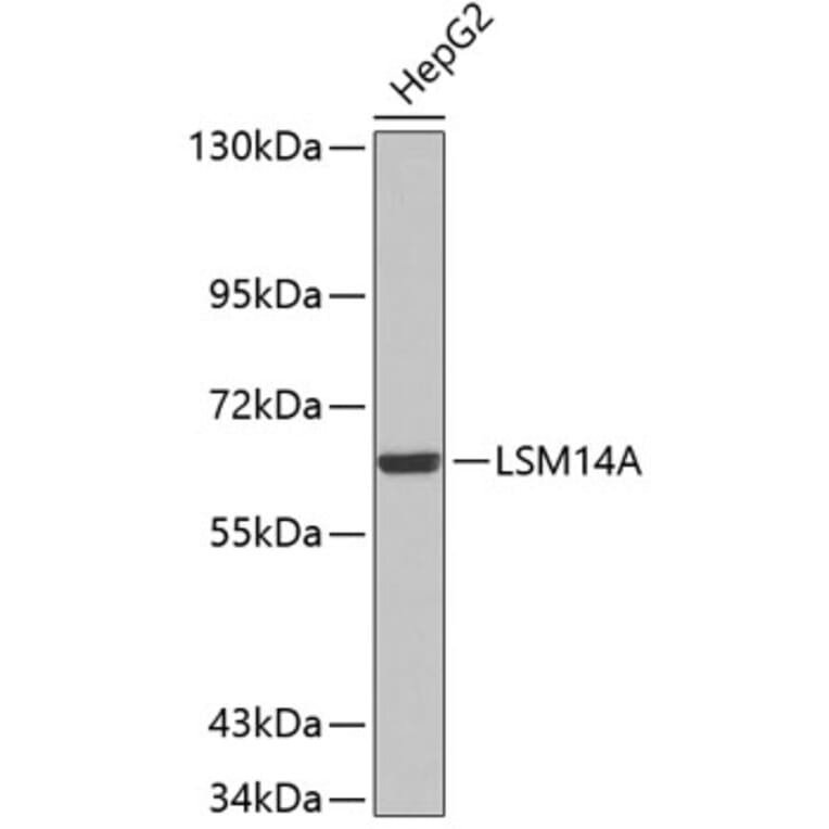 Western Blot - Anti-LSM14A Antibody (A3408) - Antibodies.com