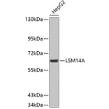 Western Blot - Anti-LSM14A Antibody (A3408) - Antibodies.com