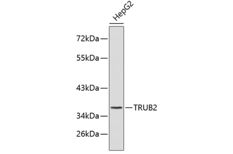 Western Blot - Anti-TRUB2 Antibody (A3412) - Antibodies.com