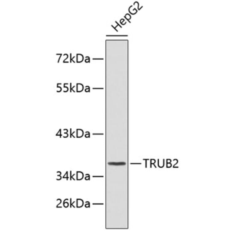 Western Blot - Anti-TRUB2 Antibody (A3412) - Antibodies.com