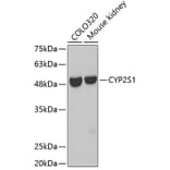 Western Blot - Anti-CYP2S1 Antibody (A3425) - Antibodies.com