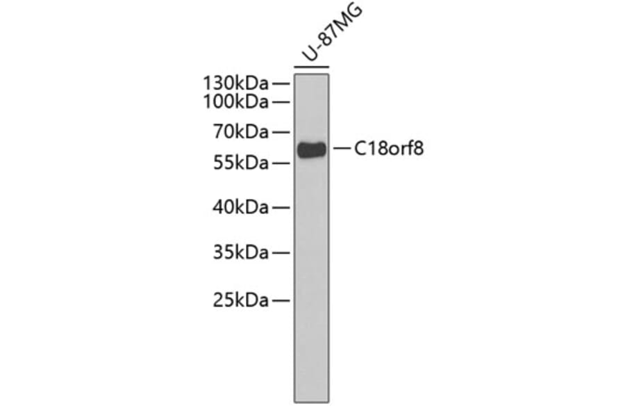 Western Blot - Anti-C18orf8 Antibody (A3426) - Antibodies.com