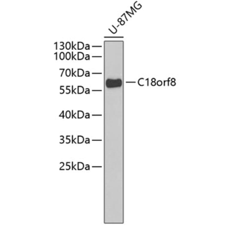 Western Blot - Anti-C18orf8 Antibody (A3426) - Antibodies.com