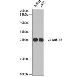 Western Blot - Anti-C14orf166 Antibody (A9211) - Antibodies.com