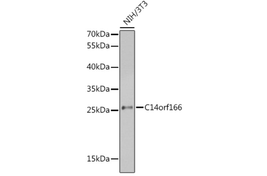 Western Blot - Anti-C14orf166 Antibody (A9211) - Antibodies.com