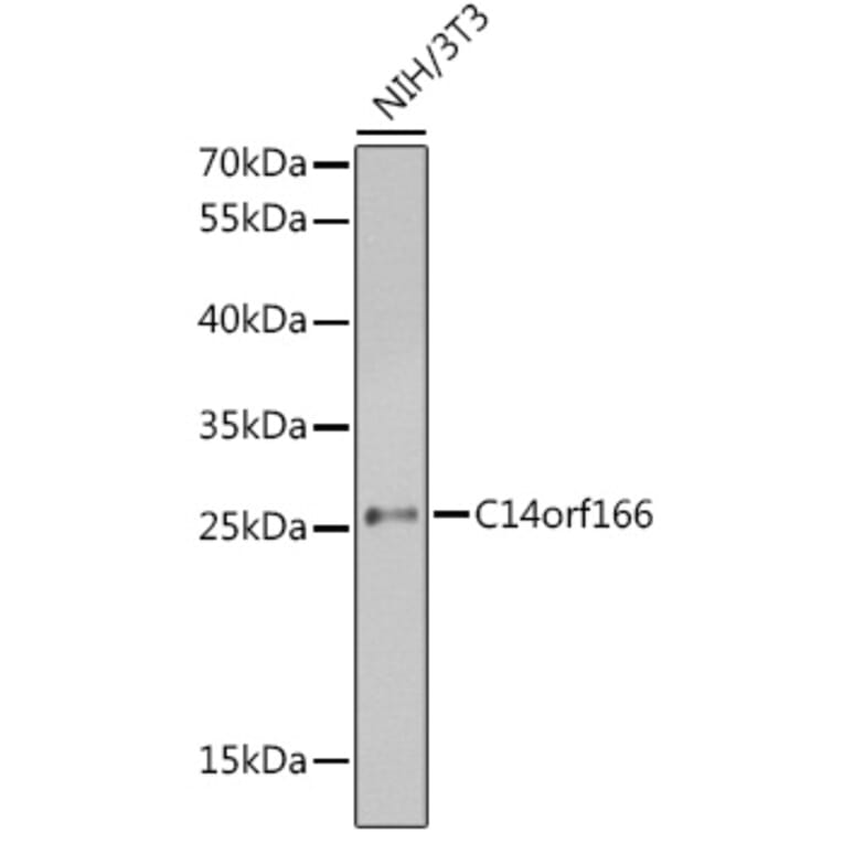 Western Blot - Anti-C14orf166 Antibody (A9211) - Antibodies.com
