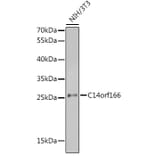 Western Blot - Anti-C14orf166 Antibody (A9211) - Antibodies.com