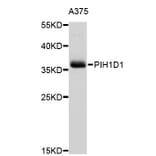 Western Blot - Anti-PIH1D1 Antibody (A3445) - Antibodies.com
