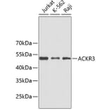Western Blot - Anti-ACKR3 Antibody (A3468) - Antibodies.com