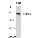 Western Blot - Anti-TRIM54 Antibody (A3470) - Antibodies.com
