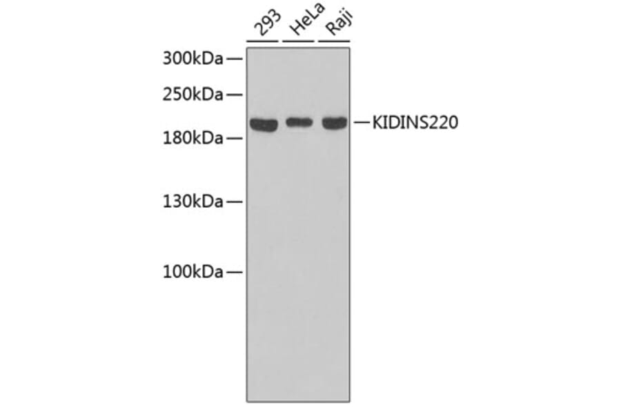Western Blot - Anti-KIDINS220 Antibody (A3473) - Antibodies.com