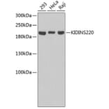 Western Blot - Anti-KIDINS220 Antibody (A3473) - Antibodies.com