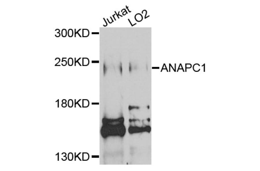 Western Blot - Anti-ANAPC1 Antibody (A3484) - Antibodies.com