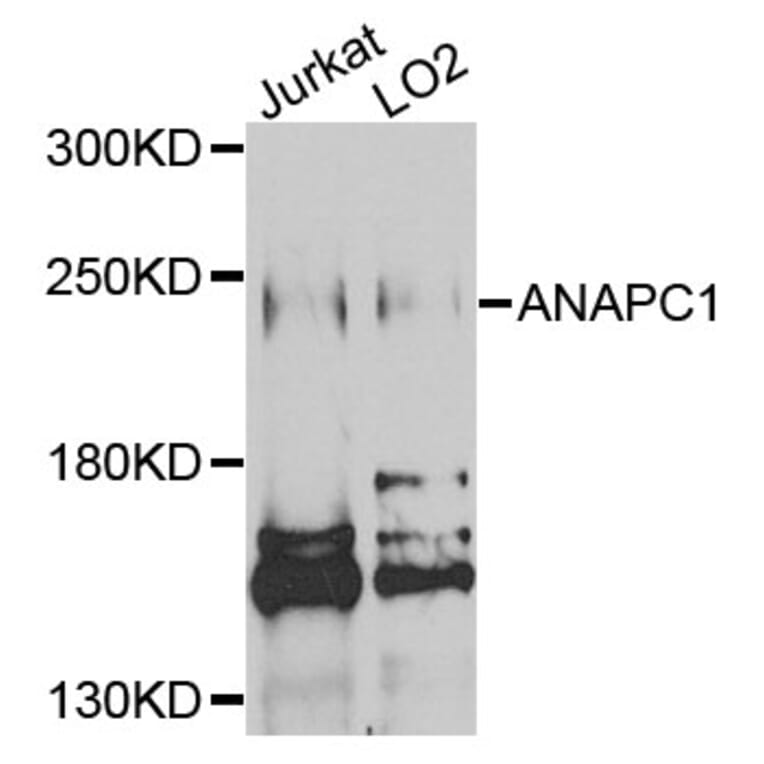 Western Blot - Anti-ANAPC1 Antibody (A3484) - Antibodies.com