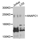 Western Blot - Anti-ANAPC1 Antibody (A3484) - Antibodies.com
