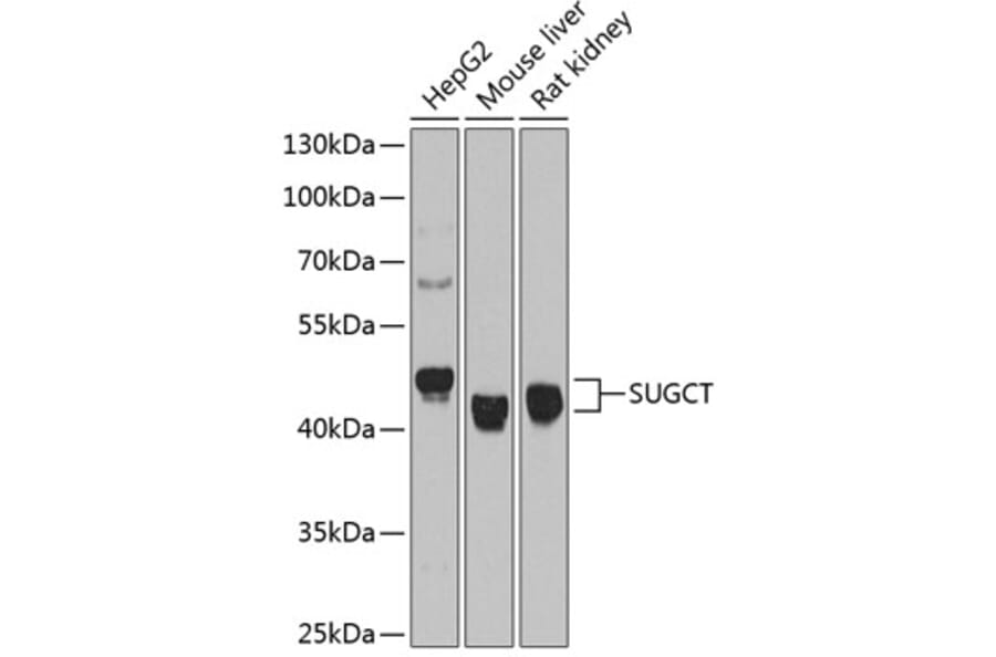 Western Blot - Anti-SUGCT Antibody (A9220) - Antibodies.com