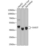 Western Blot - Anti-SUGCT Antibody (A9220) - Antibodies.com