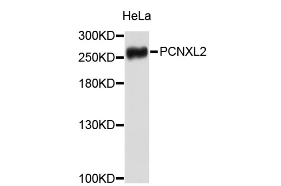 Western Blot - Anti-PCNXL2 Antibody (A3510) - Antibodies.com