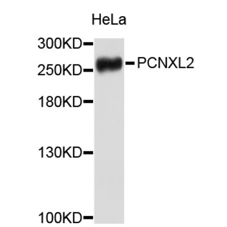Western Blot - Anti-PCNXL2 Antibody (A3510) - Antibodies.com