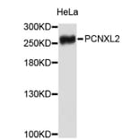 Western Blot - Anti-PCNXL2 Antibody (A3510) - Antibodies.com