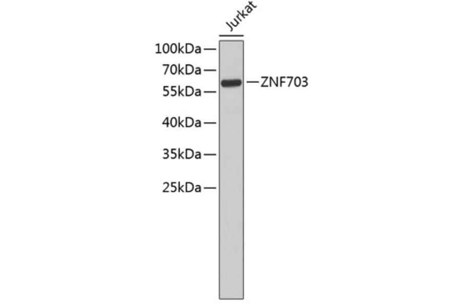 Western Blot - Anti-ZNF703 Antibody (A3512) - Antibodies.com