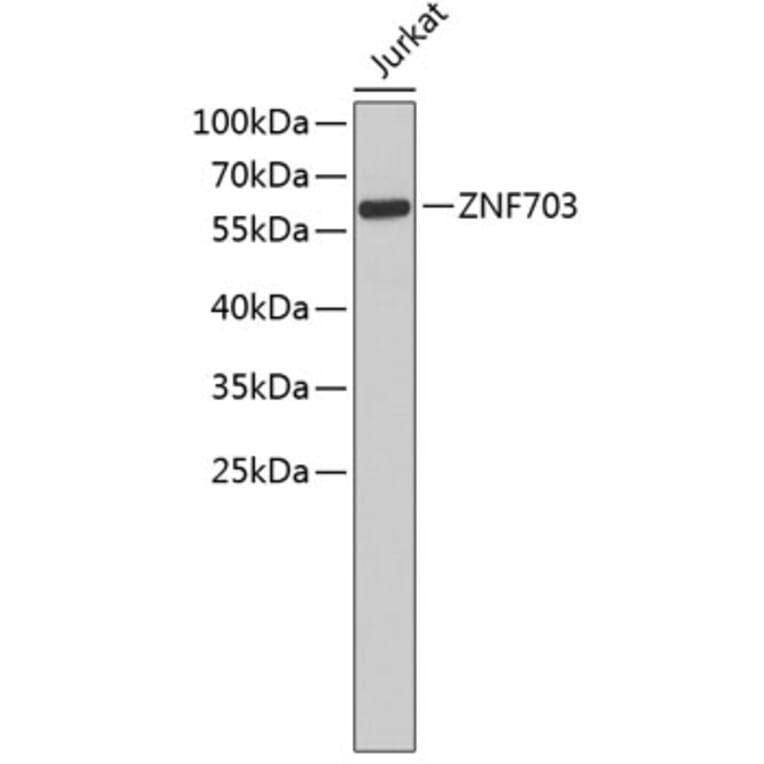 Western Blot - Anti-ZNF703 Antibody (A3512) - Antibodies.com